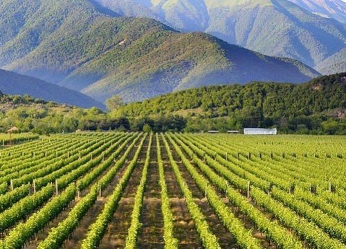 კახეთი – სადაც ღვინის ისტორია იწყება